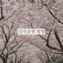 세븐일레븐 부산사상삼락점 | 부산 사상 삼락공원 벚꽃 실시간 개화상황