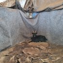 소한목장 이미지