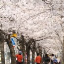 4월4일(일)안양천벚꽃길 이미지