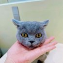 무마취 고양이 미용실 반할고양 | 일산고양이미용, 김포고양이미용 찾는다면 주목! 검단 반할고양, 무마취 전문의 진심이 통한 이유!