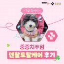 코아덴탈 | 장산역강아지스케일링, 중증치주염 덴탈토탈케어 후기