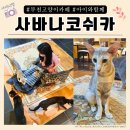 사바나 코쉬카 이미지