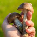 에이치바이오메디칼 이미지