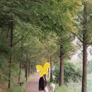 우아하개 이미지