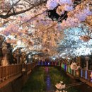 [벚꽃축제] 벚꽃축제 유명한곳 [2011년 기준] 이미지