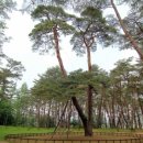 영월청령포 이미지