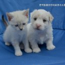 한국동물선진의료연구소 네이버블로그