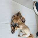 올바른 참견 | 강아지 방문훈련 애견훈련 올바른참견 교육 후기