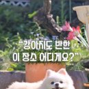 들안길애견펜션 이미지