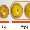 티씨그린
