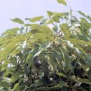 완도 예송리 상록수림 이미지