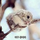 마맘