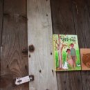 5월 감꽃 10월 홍시 이미지