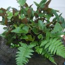 민들레화원 이미지