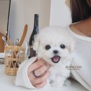 파주켄넬 이미지