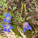 해림초등학교 이미지