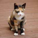 로고스 동물병원 이미지