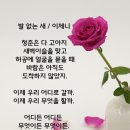 발 없는 새 / 이제니 이미지