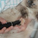 편한미용 | 고양이 셀프미용, 발바닥미용하기 편한 바비온 풋마스터 발바닥이발기 사용후기