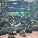 9/7(일) 아쿠아가든 카페모임 안내ㅡ마감 이미지