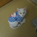 똥깡아지 이미지