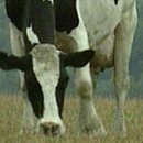 ＜월요일 10월 22일＞ 여든세 번째 시간 - Genetically modified cows - 이미지