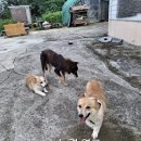 콩자