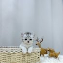 독스캣 강아지고양이 수원점 이미지