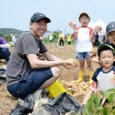 서산시, 제17회 팔봉산 감자축제 성황리 열려(대한타임즈) 이미지