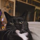 펫콤마 | [고양이,장난감] 고양이 움직이는 쥐잡기 원목 장남감 5구 후기