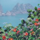 동백아가씨 이미지