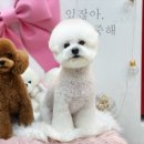 체리쉬독 네이버블로그