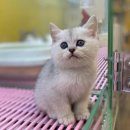 나라애견본점 이미지