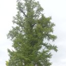 벌교 중앙초교 이미지