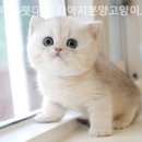 미유펫대구 강아지분양고양이분양(도그플러스동물병원) 이미지