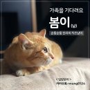 [입양홍보] 귀여운 아기고양이, 봄이&겨울이의 가족을 찾아요 이미지