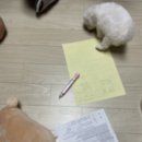 마이도그 강아지분양 울산본점 이미지