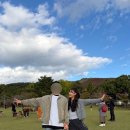 시슴 | [일본 오사카 여행🇯🇵] 오사카 근교 필수 코스 : 나라 사슴공원