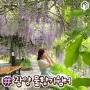 등나무민박 이미지