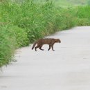 하천(갑천5) 이미지