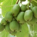 다래유통 이미지