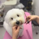 희망로H동물병원 | 성남 애견미용 추천 | 꼬똥 미용 잘하는 '멍균관대' 방문 후기🐶✂️