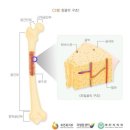 다리 3대관절[고관절, 슬관절, 족관절] 이미지