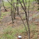 꽃비 라이딩 3 이미지