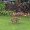 냥이와 양이 이미지