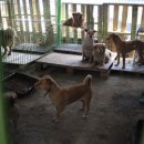 달봉이네 이미지