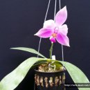 Phalaenopsis violacea 이미지