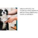 원평동물병원