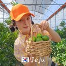 제주 도련동 귤나무류 | 서귀포 금동이네 감귤체험 9월 하우스 제주 귤따기 후기