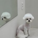 댕실댕실 이미지